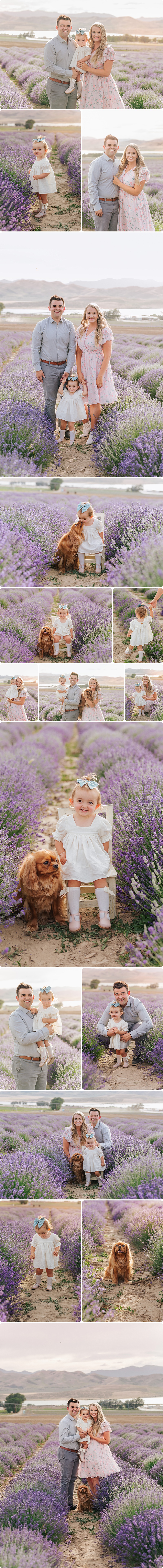 Lavender Fields – Barney Family – {Beka Price Photography | Salt Lake City, Utah Newborn Photographer }