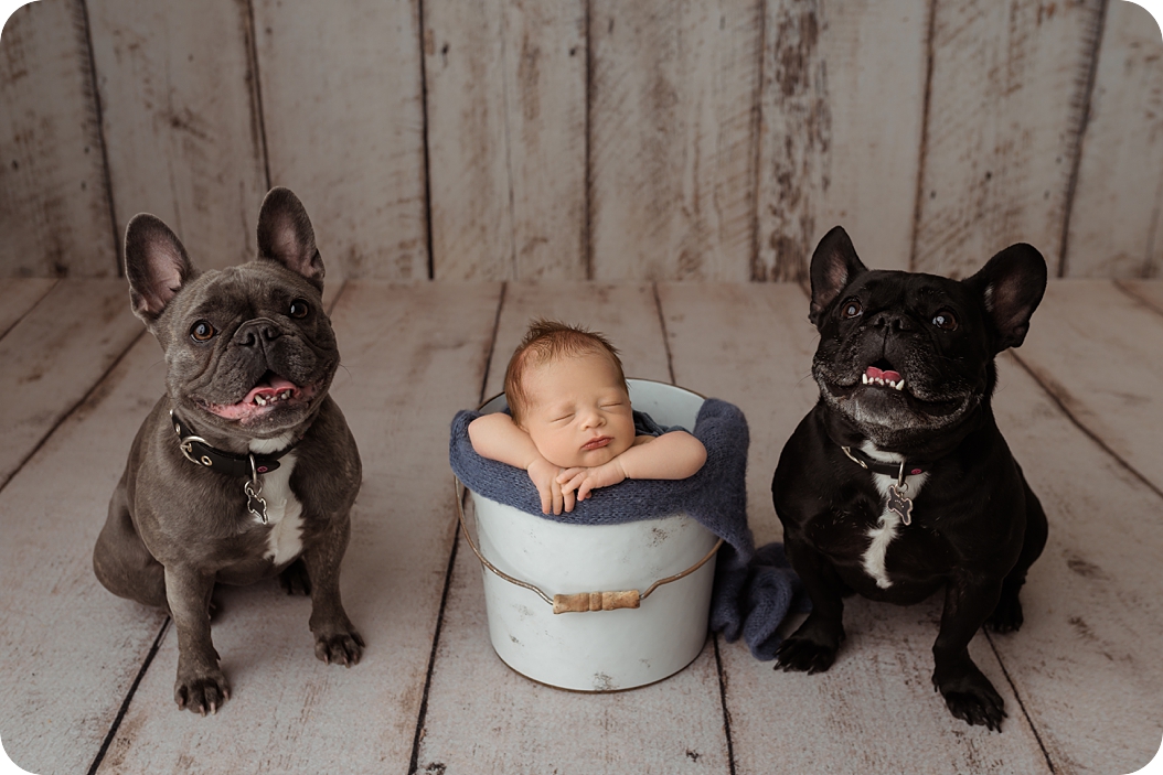 newborn portraits with dogs while baby boy sleeps in pail 