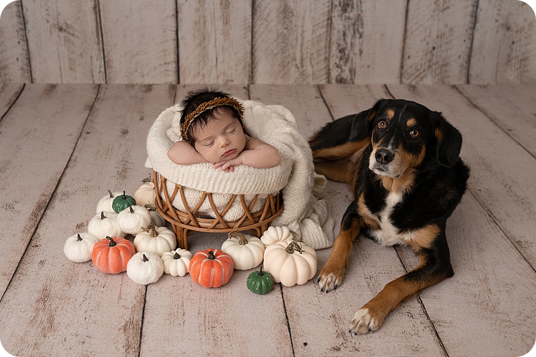 fall inspired newborn portraits  for baby girl and her dog